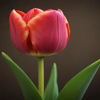 tulip iphone wallpaper