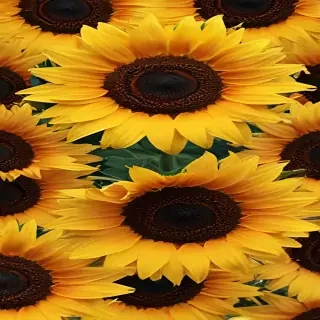 sunflower computer wallpaper