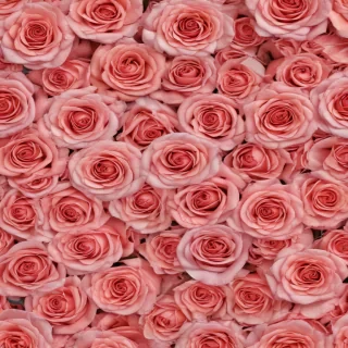 rose background
