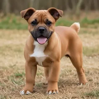 kyi leo dog breed