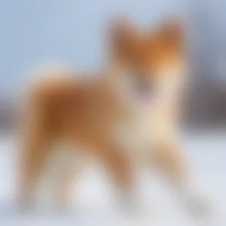 hokkaido dog breed