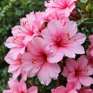 azalea flower