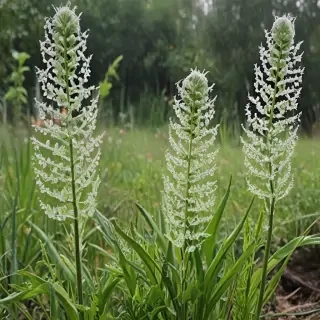 transparent plants