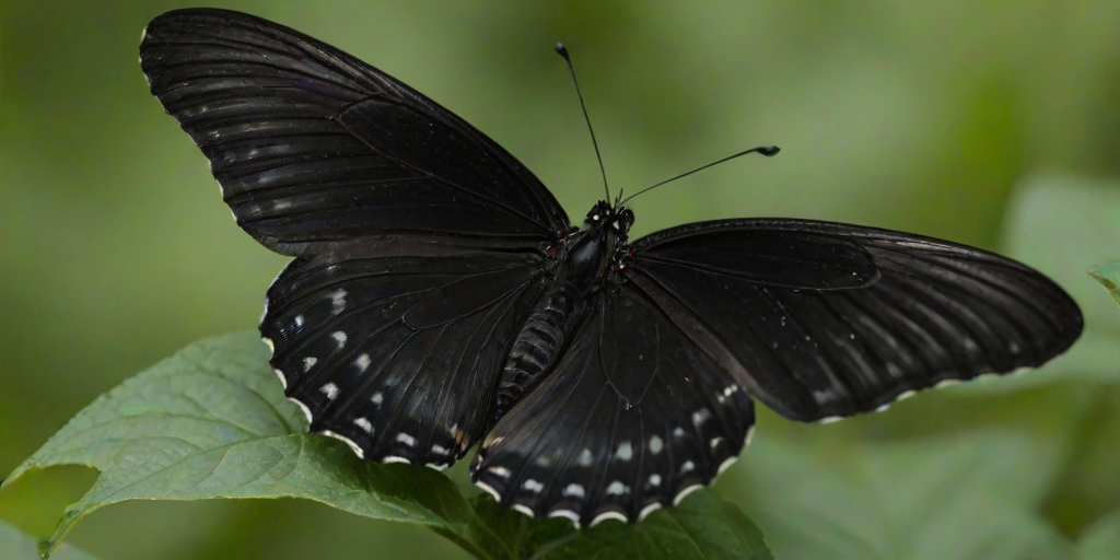 black butterfly