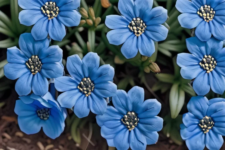 blue flowers