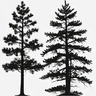 pine tree silhouette png