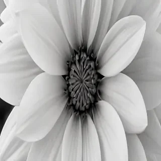 black and white flower