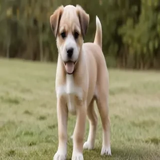 kyi leo dog breed