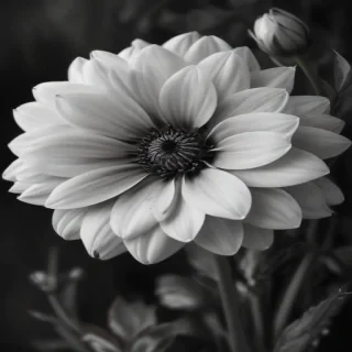 black and white flower background