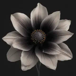 black flower png