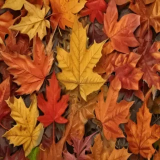 fall leaves