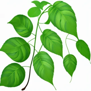 transparent leaves png