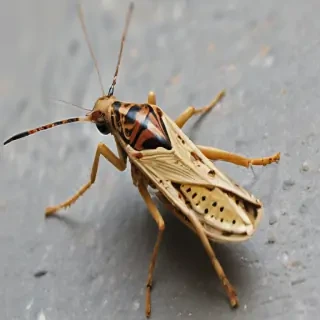 locust bug