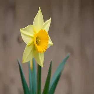 daffodil flower
