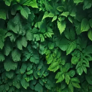 green backgrounds aesthetic
