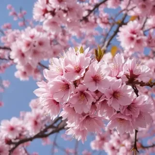 cherry blossom background wallpaper