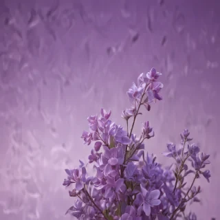 mauve background