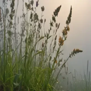 weeds png