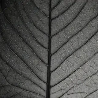 leaf images black and white