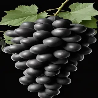 grapes clipart black and white