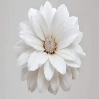 white flower png