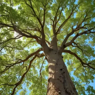 trees background