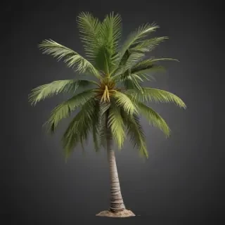 palm tree transparent background