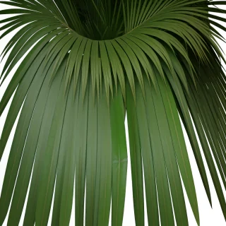 palm leaves png