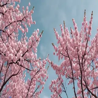 aesthetic wallpaper spring