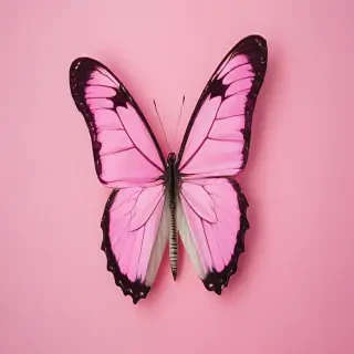 pink background butterfly