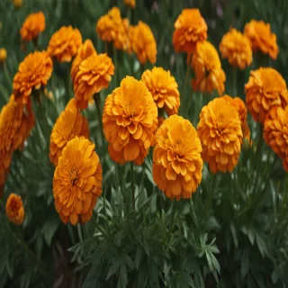 marigold png