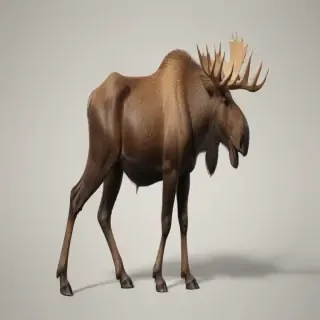 moose png