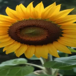 aesthetic sunflower