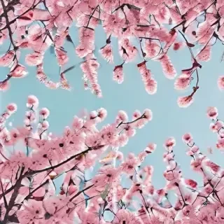 spring backgrounds aesthetic