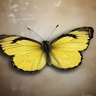 yellow butterfly
