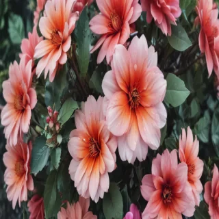 iphone backgrounds floral