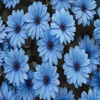 blue flowers aesthetic