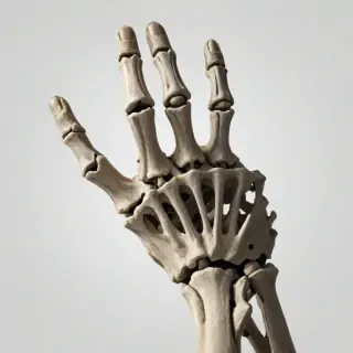 skeleton hand png