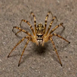wallpapers of spiders