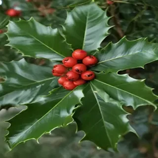 holly picture