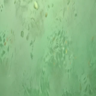 light green background plain