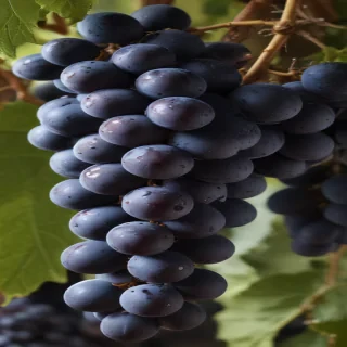 grapes png