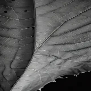 leaf in black and white