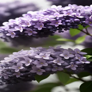 lilac wallpaper iphone