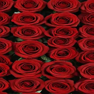 red rose background
