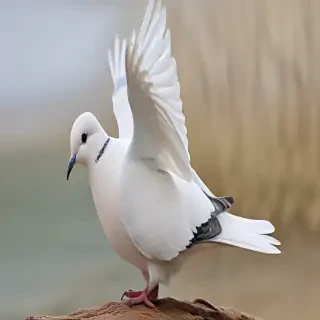 png dove
