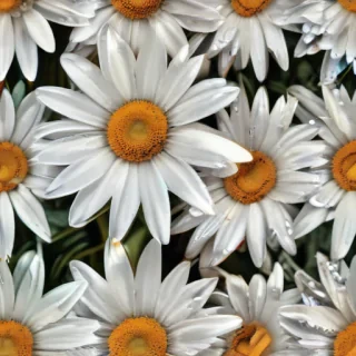 aesthetic daisy wallpaper
