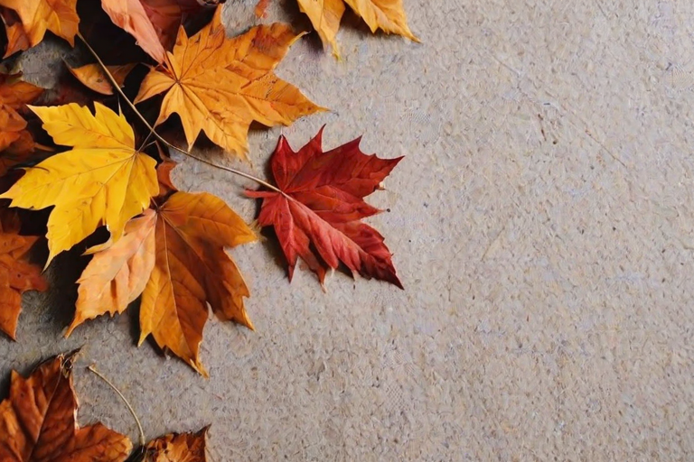 fall aesthetic wallpaper iphone