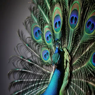 peacock feather images