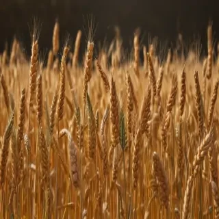 wheat png